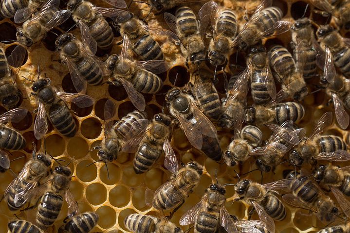 eco-tsapi cire abeille suisse bio inspecta